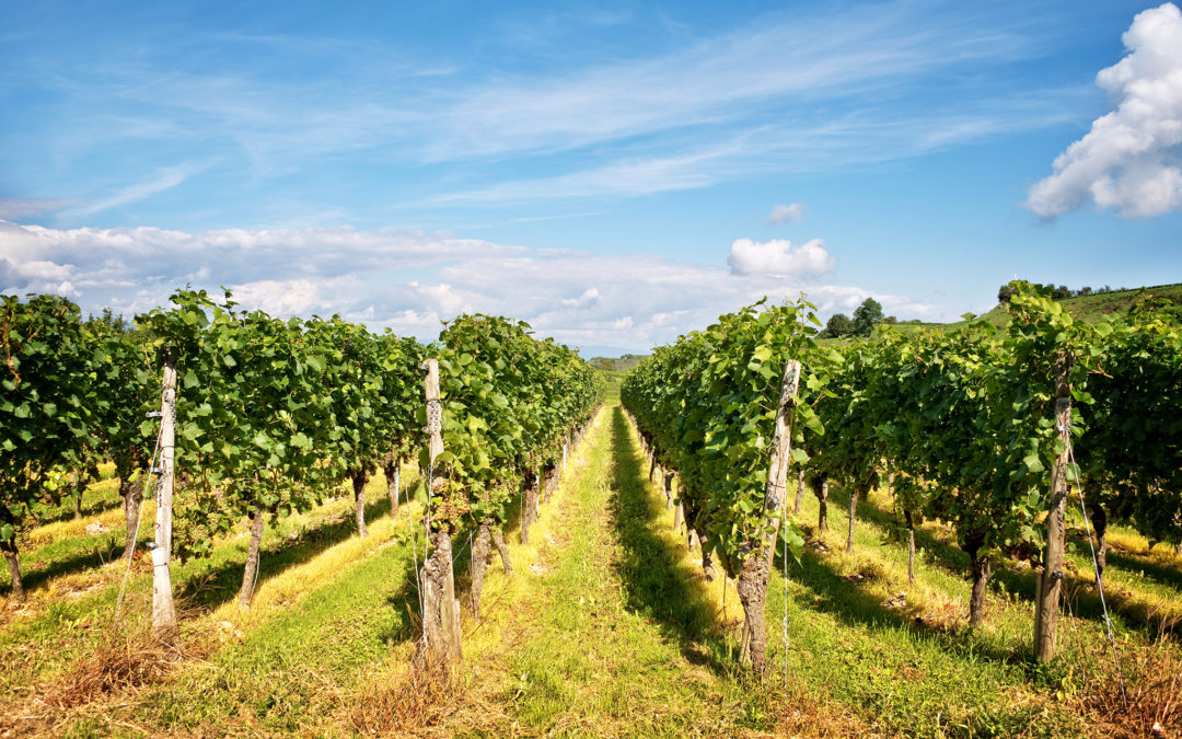 Senate Approves Gopal, Van Drew Bill for the EDA to Provide Financial Assistance to Wineries and Vineyards