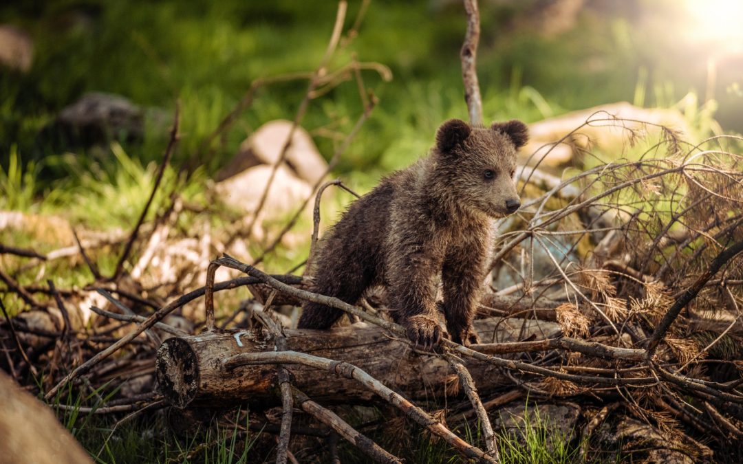 Sen. Gopal Introduces Legislation Defending Wildlife Rehabilitators